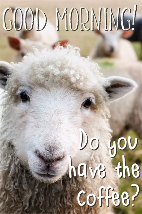 Cute Sheep Morning Meme Funny Good Morning Messages Coffee Meme