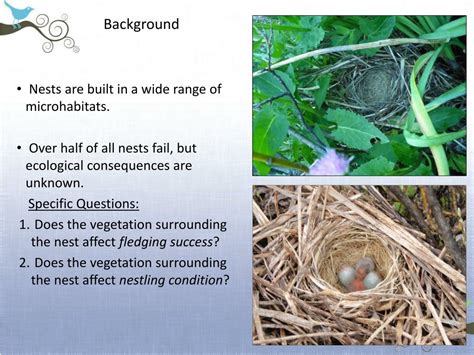 Ppt Nest Microhabitat And Reproductive Success Of The Mountain White