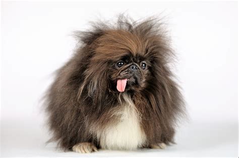 Check spelling or type a new query. World's Ugliest Dog 2019: The Beauty Contest You Didn't ...