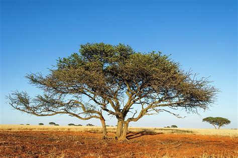 Camel Thorn Acacia Tree In The Kalahari Photograph By Peter Chadwick