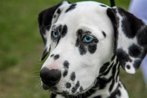 301 Unique Names For Dogs With Blue Eyes Pethelpful