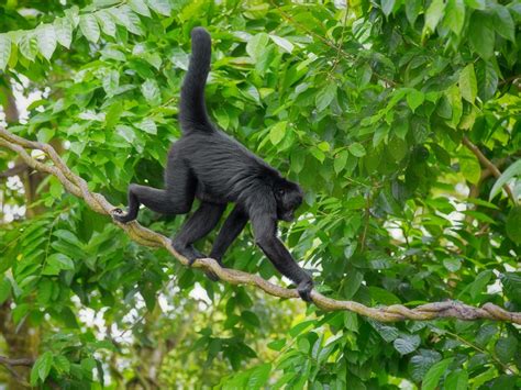 It moves very slowly, and will freeze if it spots a. Canopy Layer of the Rainforest - Science Struck