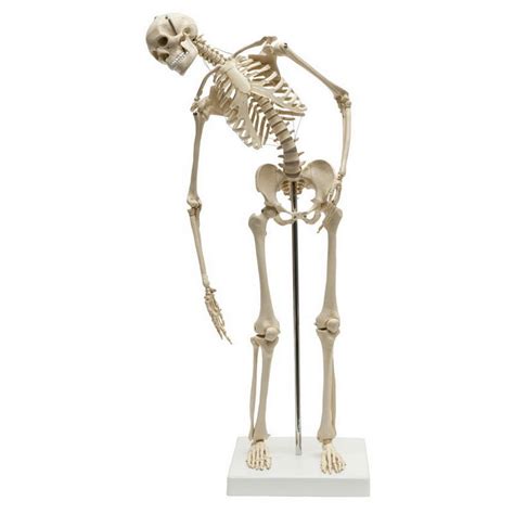 Modello anatomico di scheletro MI200 2 RÜDIGER ANATOMIE di
