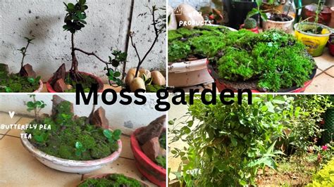 How To Make A Moss Garden Create Moss Garden Mossgarden Youtube