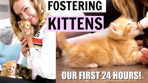 Im Fostering Baby Kittens Our First 24 Hours My First Time Youtube