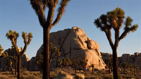 Joshua Tree National Park Sets Record Wildflowers Make For Busy March