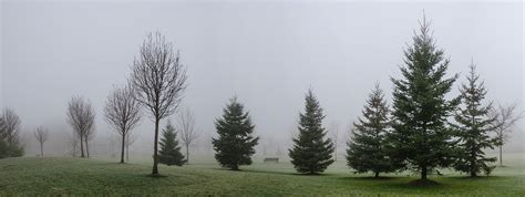 Pine Trees Covered With Fog Hd Wallpaper Wallpaper Flare
