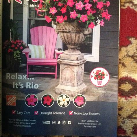 Maybe you would like to learn more about one of these? Pin by TerraFirma on Garden Ideas | Hanging baskets ...