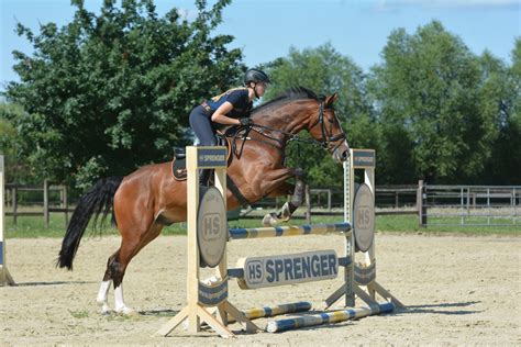 Ready For Showjumping Those Jumping Exercises Are Great For Your Horse