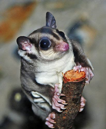 The similarities of the three types of gliders are the big eyes of sugar gliders help them see at night. How to Care for Sugar Gliders