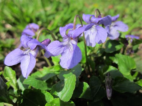 Common Violet: Identification and Treatment
