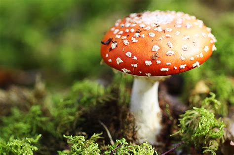 Mushrooms Have A Long History In Magic And Folklore