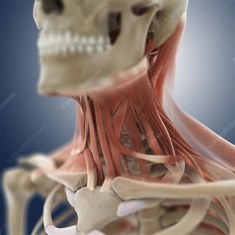 Neck Muscles Artwork Stock Image C013 1222 Science Photo Library