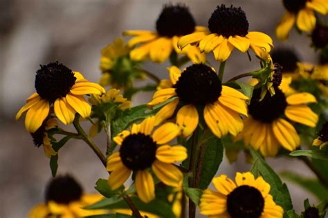 Beautiful Bright Black Eyed Susan Print This Coneflower Is Ready To