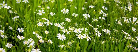 White Field Flowers Among Green Grass Peaceful Nature Beautiful