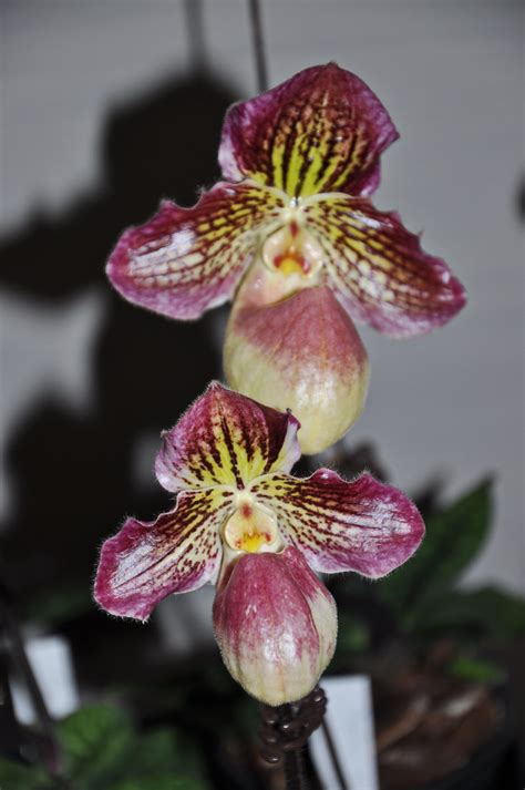 Top 10 Rarest Orchids In The World The Mysterious World