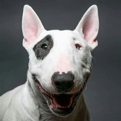 Pin On Bull Terriers