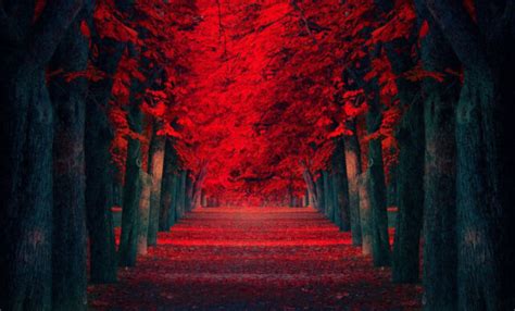 Framed Print Red Tree Leaves Littered On A Walkway Autumn Picture