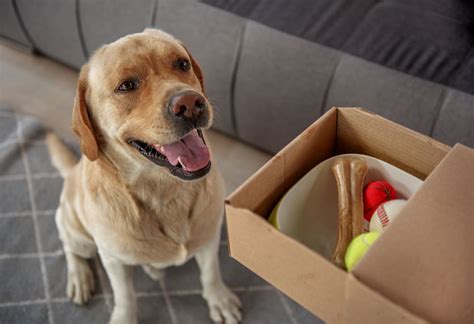 The Ultimate Guide To Moving With A Dog Updater