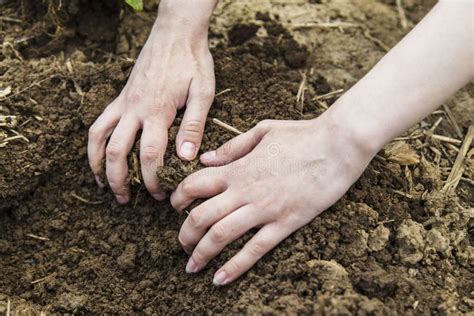 Woman Hands Digging Ground Stock Image Image Of Gardening 72078823