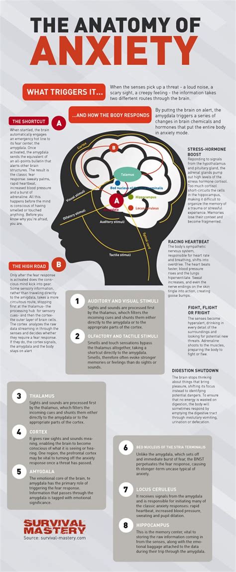The Anatomy Of Anxiety Infographic Media Chomp