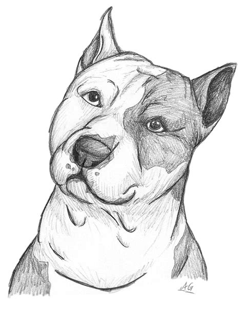 Pitbull Sketch Drawing At PaintingValley Com Explore Collection Of