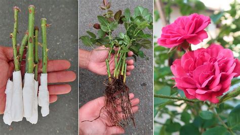 The Technology Of Propagating Rose With Toilet Paper Youtube
