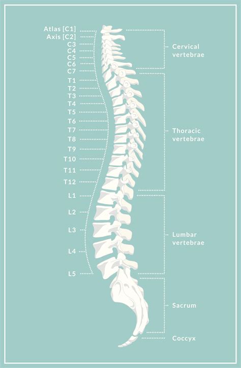 The vertebrae that make up the cervical backbone are the smallest seven throughout the spinal these bones give the neck construction, assist the cranium, and shield the spinal wire, amongst. 15 Weird Science Facts That are Truly Mind Boggling