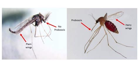 Key Differences Between Midges And Mosquitoes The 1