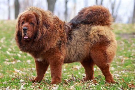 10 Rugged Mountain Dog Breeds That Love Adventures