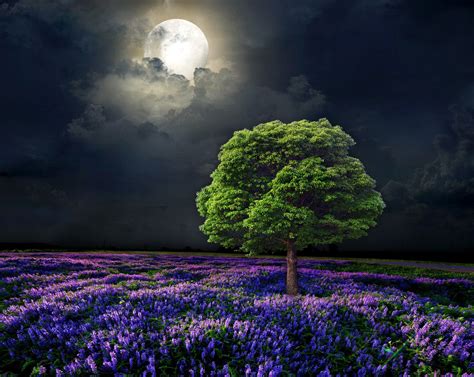 Night Nature Wallpapers Wallpaper Cave