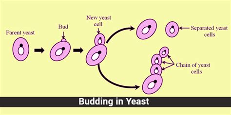 Budding An Asexual Mode Of Reproduction In Hydra And Yeast