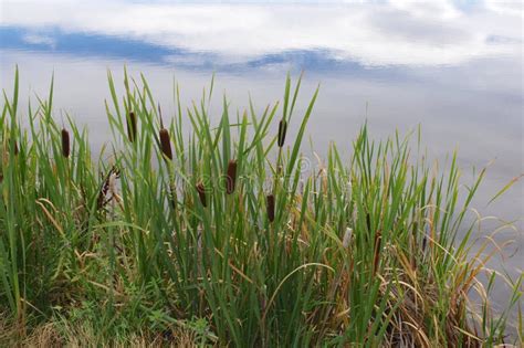 Cattails Along A Pond Stock Photo Image Of Water Edge 44123484