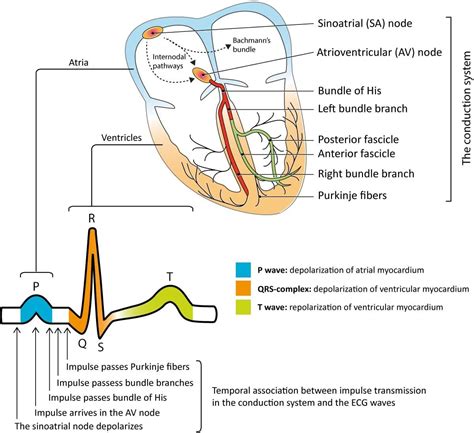 Electrical Conduction Potential Impulses Cardiac Action System