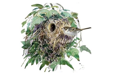 How To Identify Garden Bird Nests Discover Wildlife