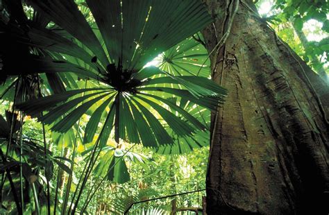 Amazon Rainforest Animals And Plants