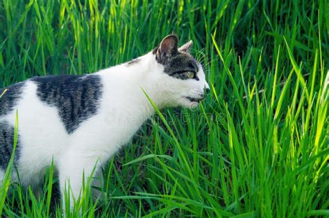 A Striped Cat Eats Green Grass On The Street Stock Image Image Of