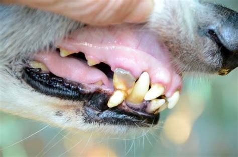 Red Gums In Dogs What Does It Mean Top Dog Tips