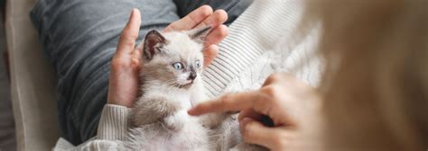 Kitten Naming Tips And Popular Choices For Your New Pet Purina