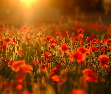 Poppy Field Bing Wallpaper Download