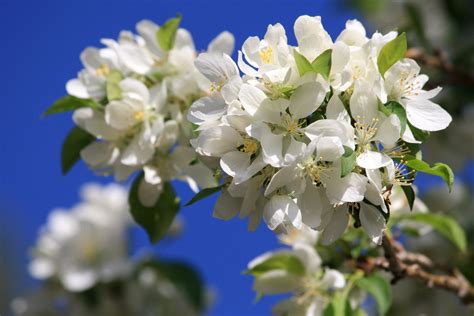 Free Picture Cluster White Flowers Blossoms Tree