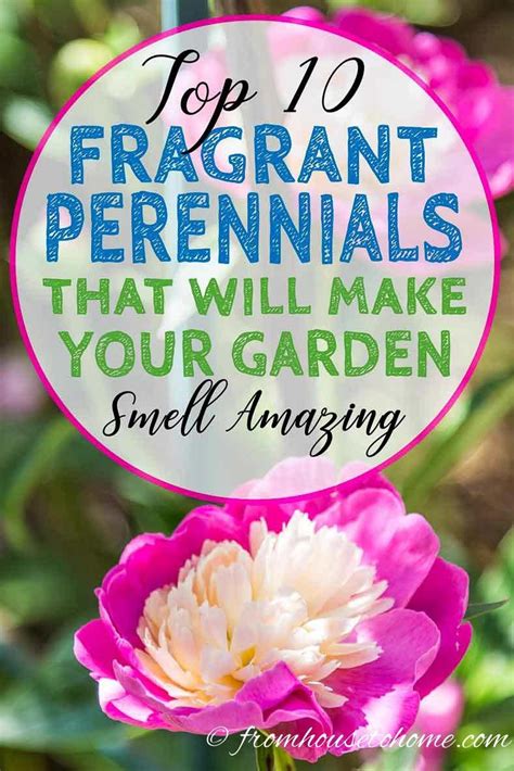 10 Beautiful Perennial Plants With The Most Fragrant