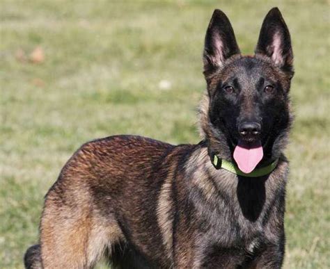 Malinois Belga Personalidade Cuidados E Fotos Da Raça