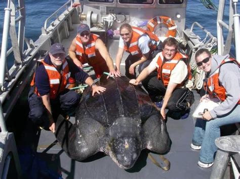 Critically Endangered Leatherback Sea Turtles Still Roam The Pacific