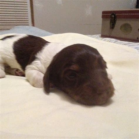 Miniature Dachshund Puppies For Sale | West Branch, MI #344306