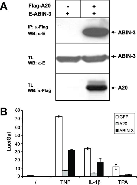 Functional Homology Of Lindabin 3 With Abin 1 And Abin 2
