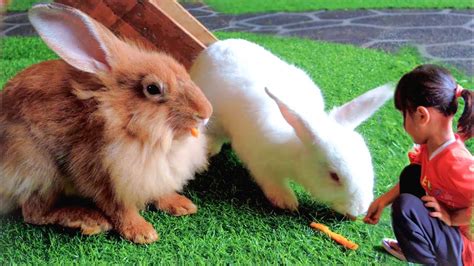 Bermain Bersama Kelinci Dan Kasih Makan Kelinci Lucu Rabbit Forest