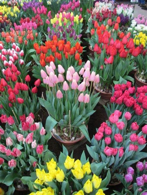 Pin By Becky Cagwin On Flowers Tulips Nothing But Flowers Beautiful