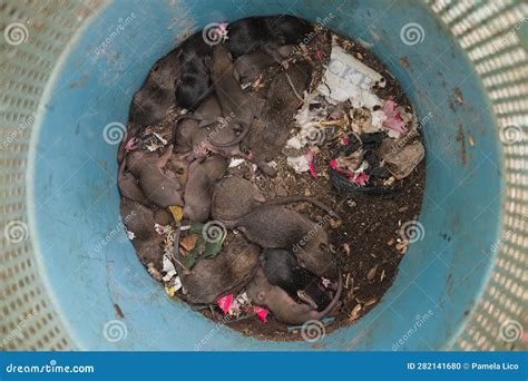 Top View Of Dirty Rat Nest Litter Of Baby Rats Inside A Filthy Garbage