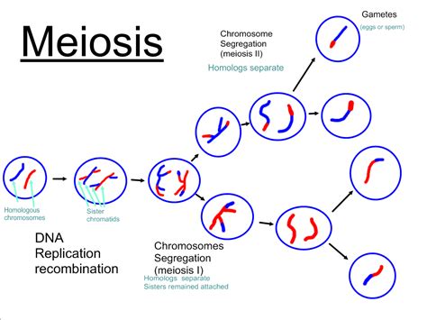 Mitosis And Meiosis Venn Diagram Practice